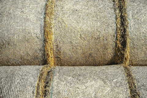 Rectangular hay bales