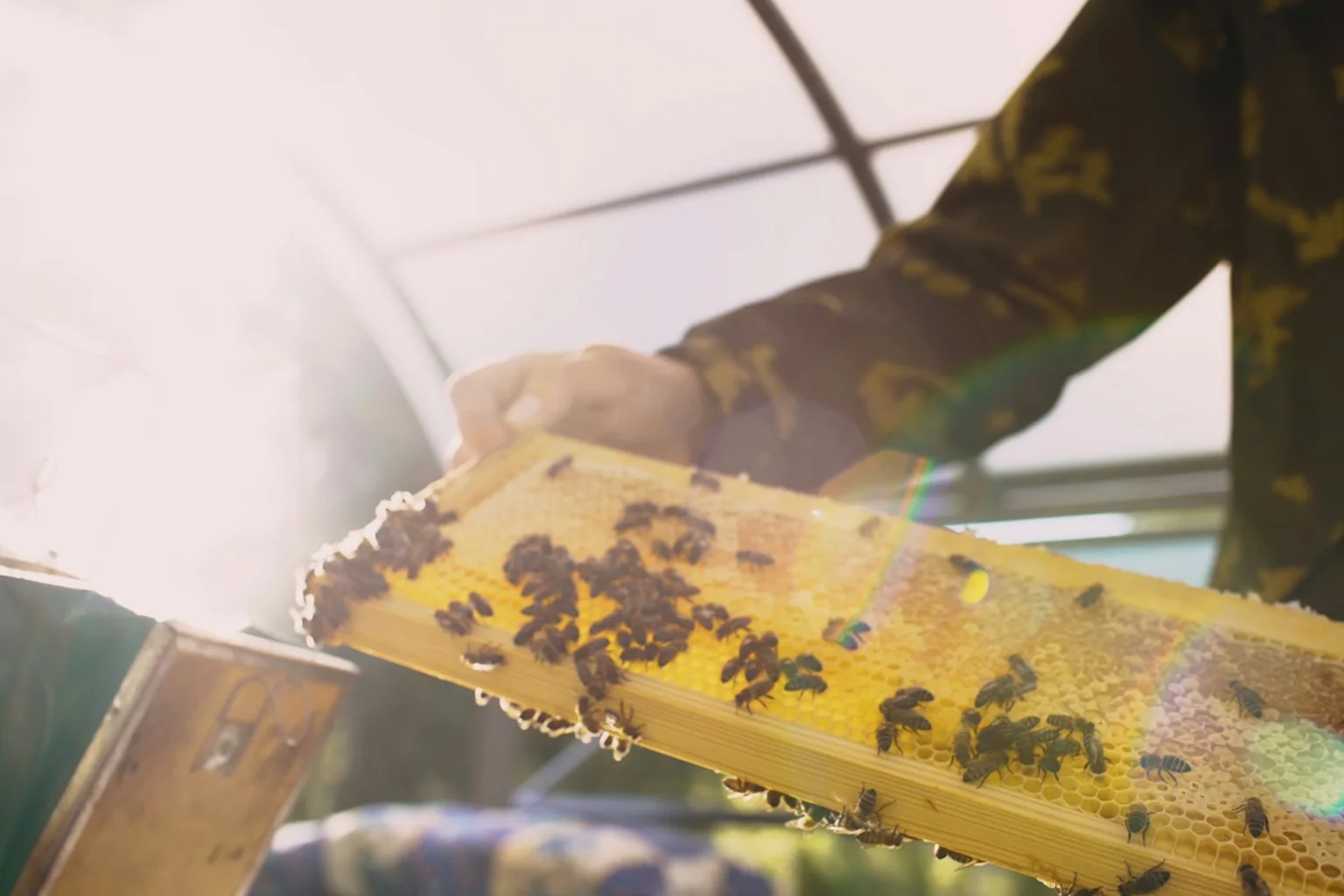 A beekeeper inspecting a honeycomb frame