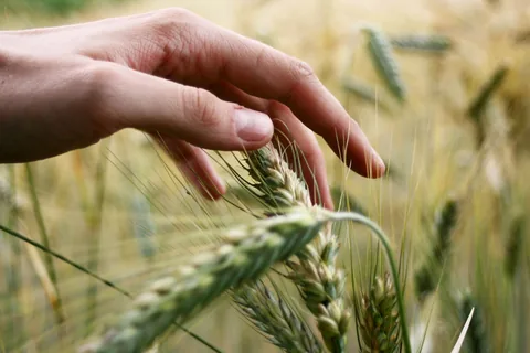 Wheat in the field