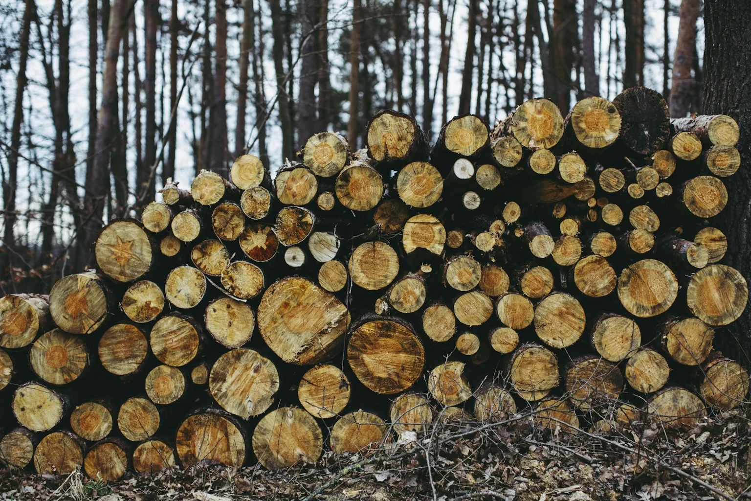 Cut timber stacked beside a woodland track